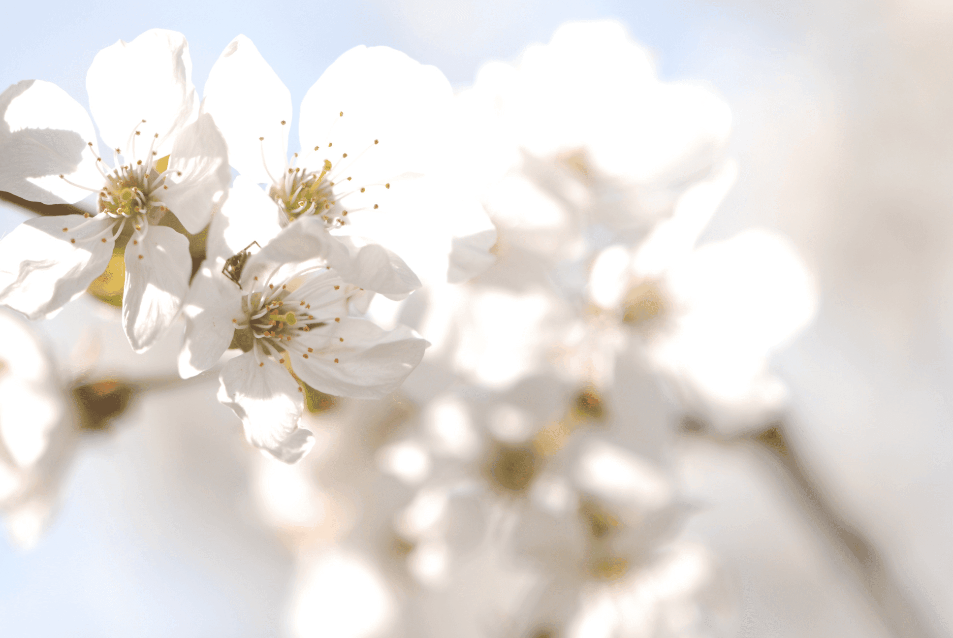Springling